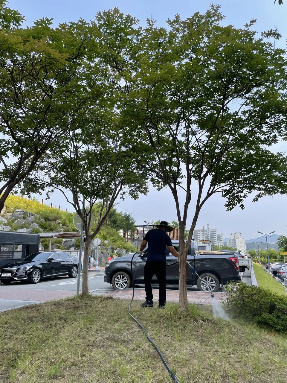 단지 수목을 소독하는 작업자